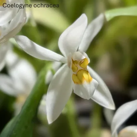 Coelogyne ochracea