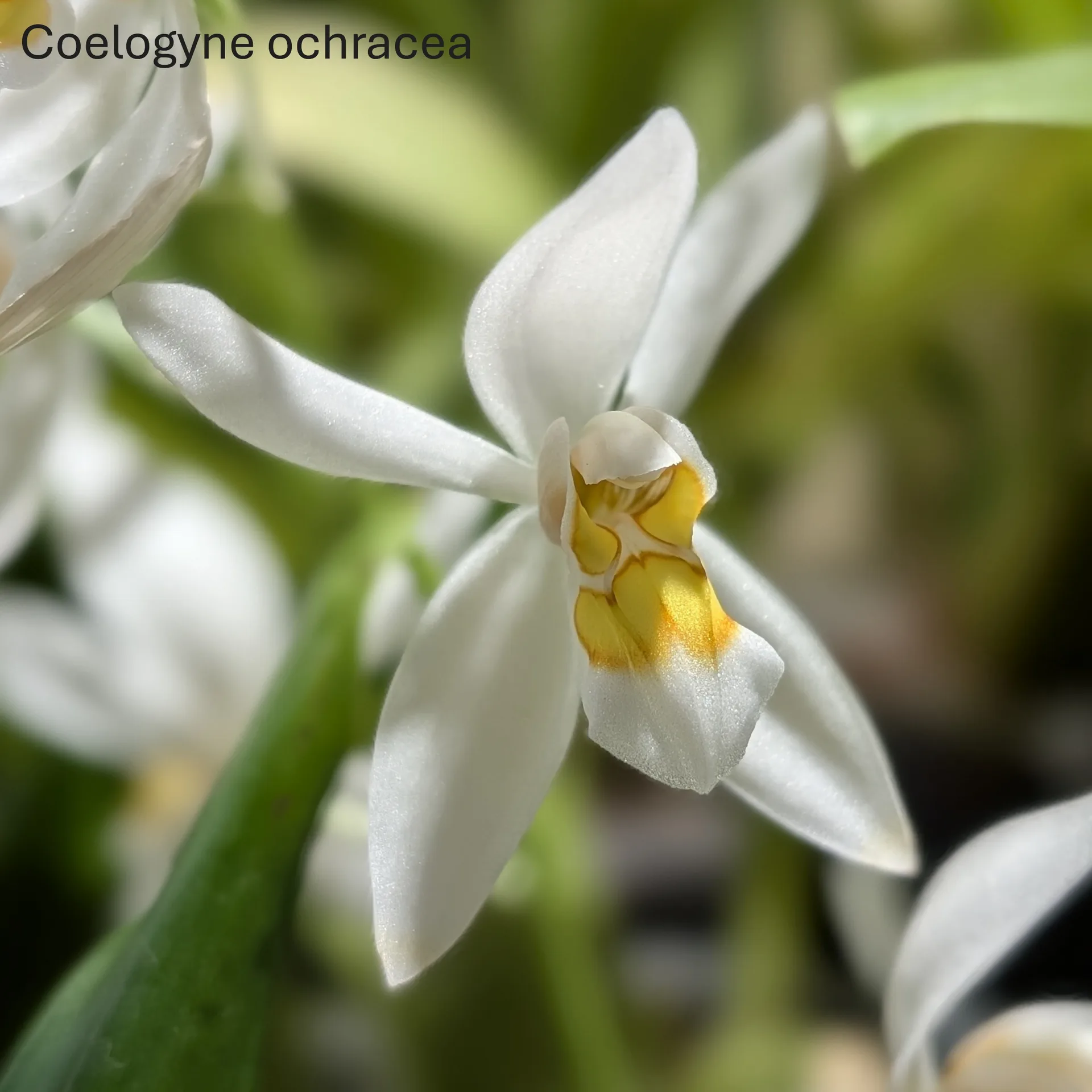 Coelogyne ochracea
