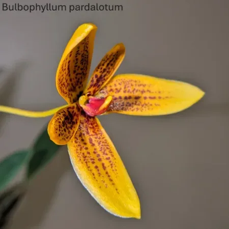 Bulbophyllum pardalotum