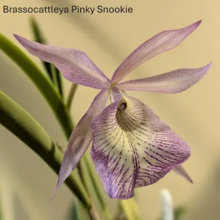 Brassocattleya Pinky Snookie