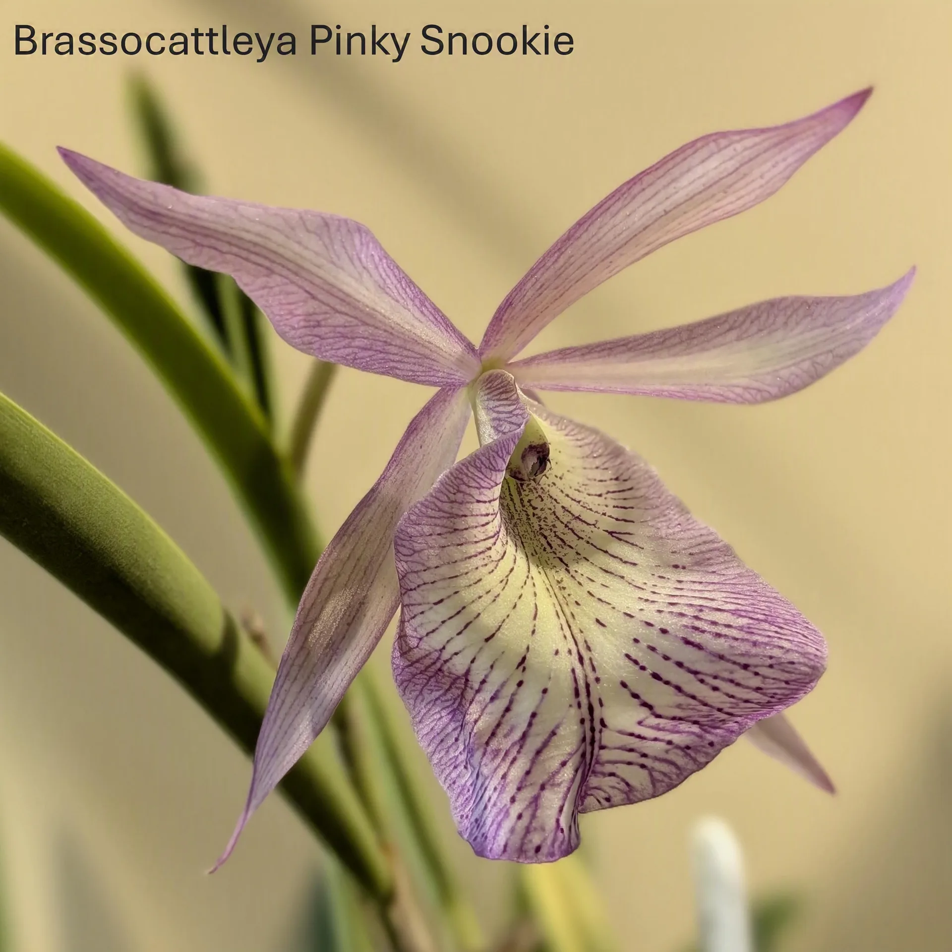 Brassocattleya Pinky Snookie