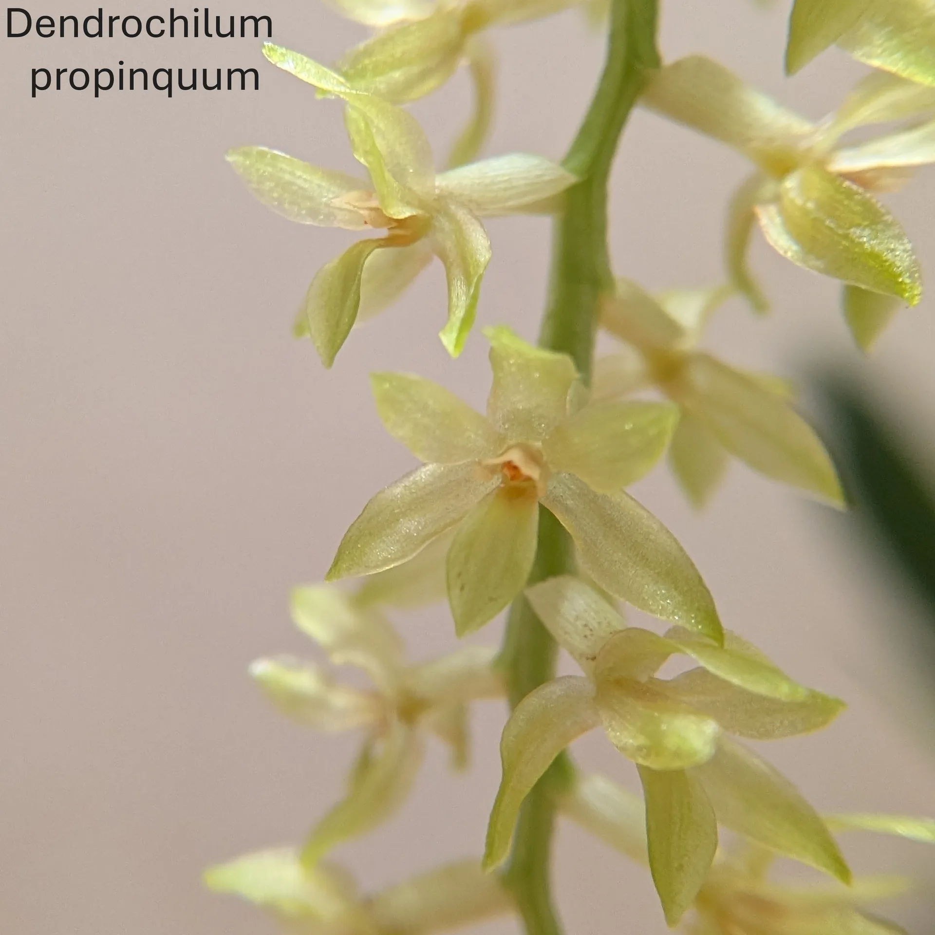 Dendrochilum propinquum