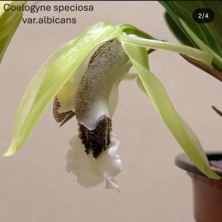 Coelogyne speciosa var. albicans
