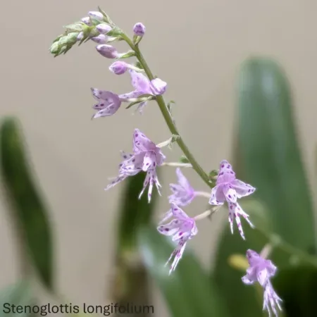 terrestrial orchids