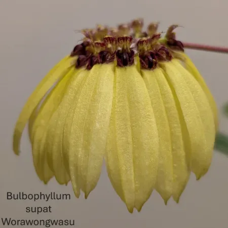 Bulbophyllum Supat Worawongwasu