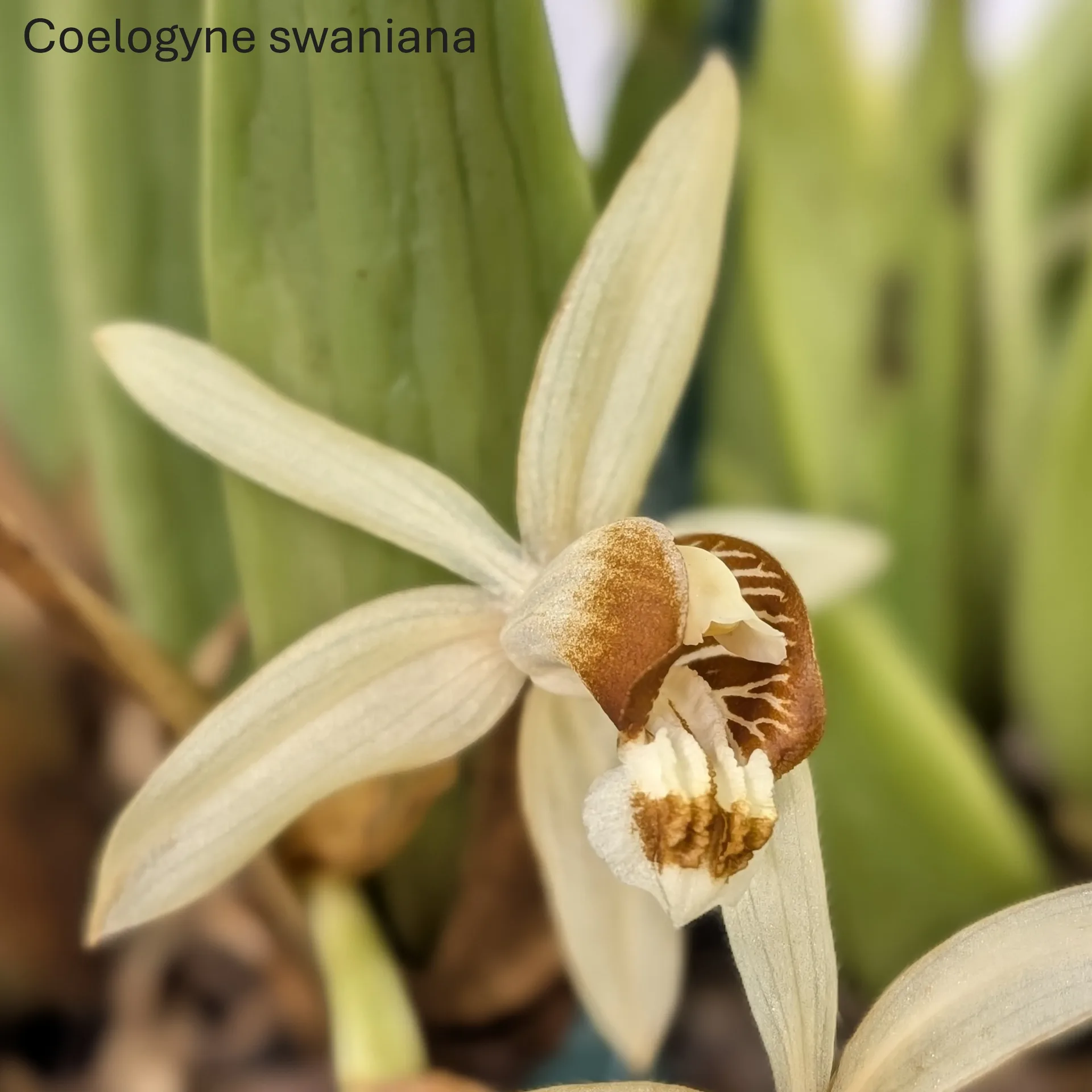 Coelogyne swaniana