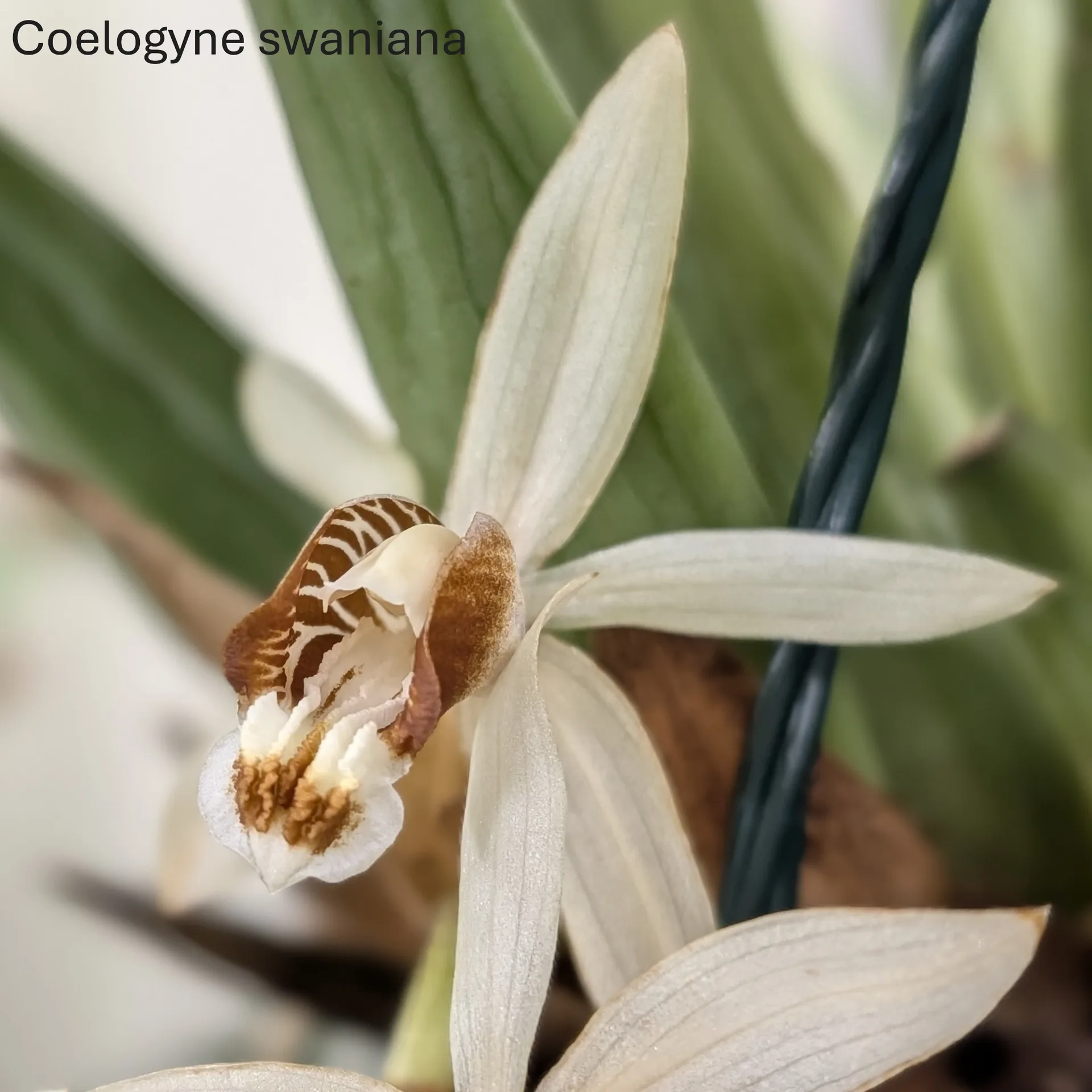 Coelogyne swaniana - Image 5