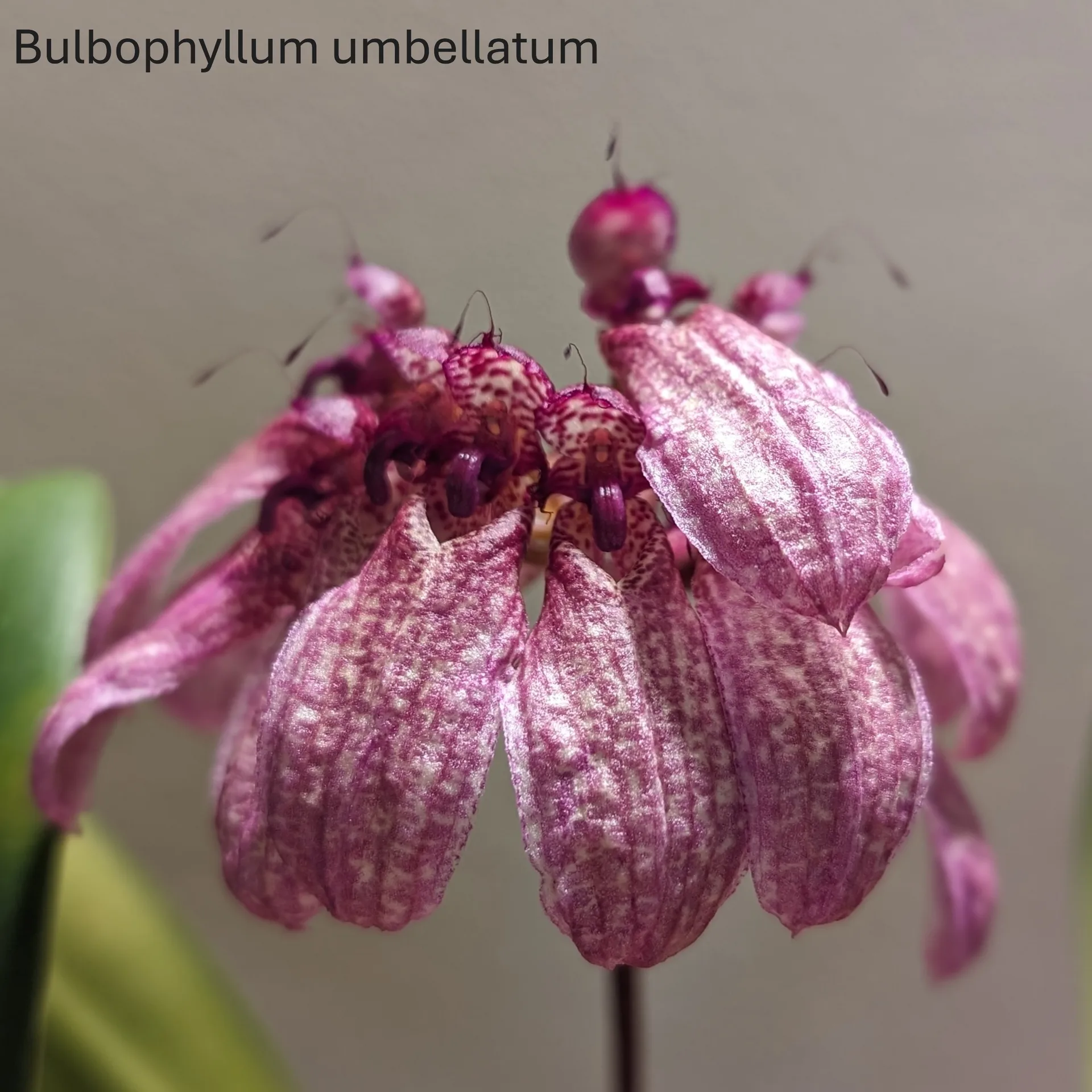 Bulbophyllum umbellatum