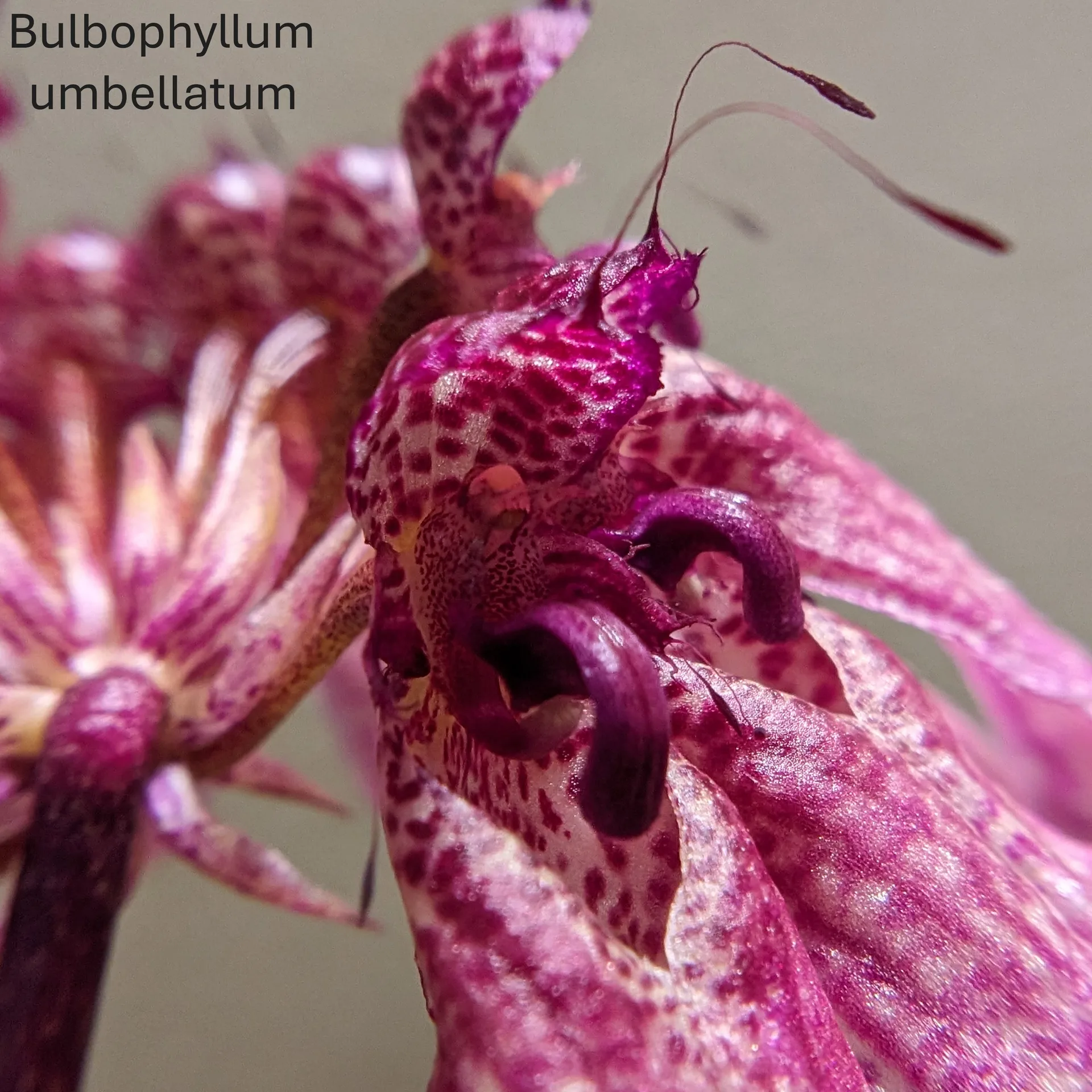 Bulbophyllum umbellatum - Image 5