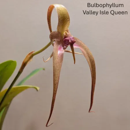 Bulbophyllum Valley Isle Queen