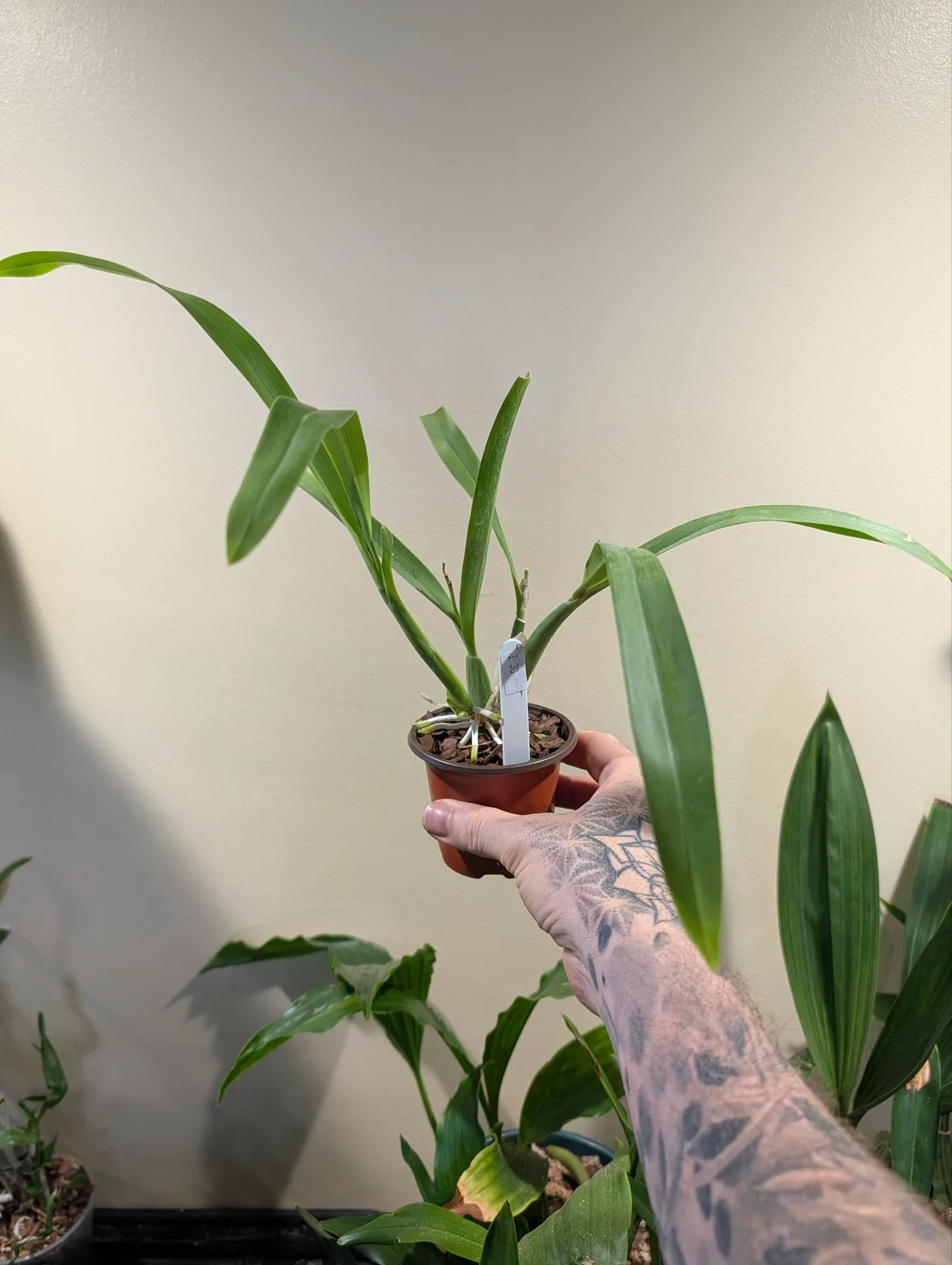 Prosthechea aff. fragrans - Image 2