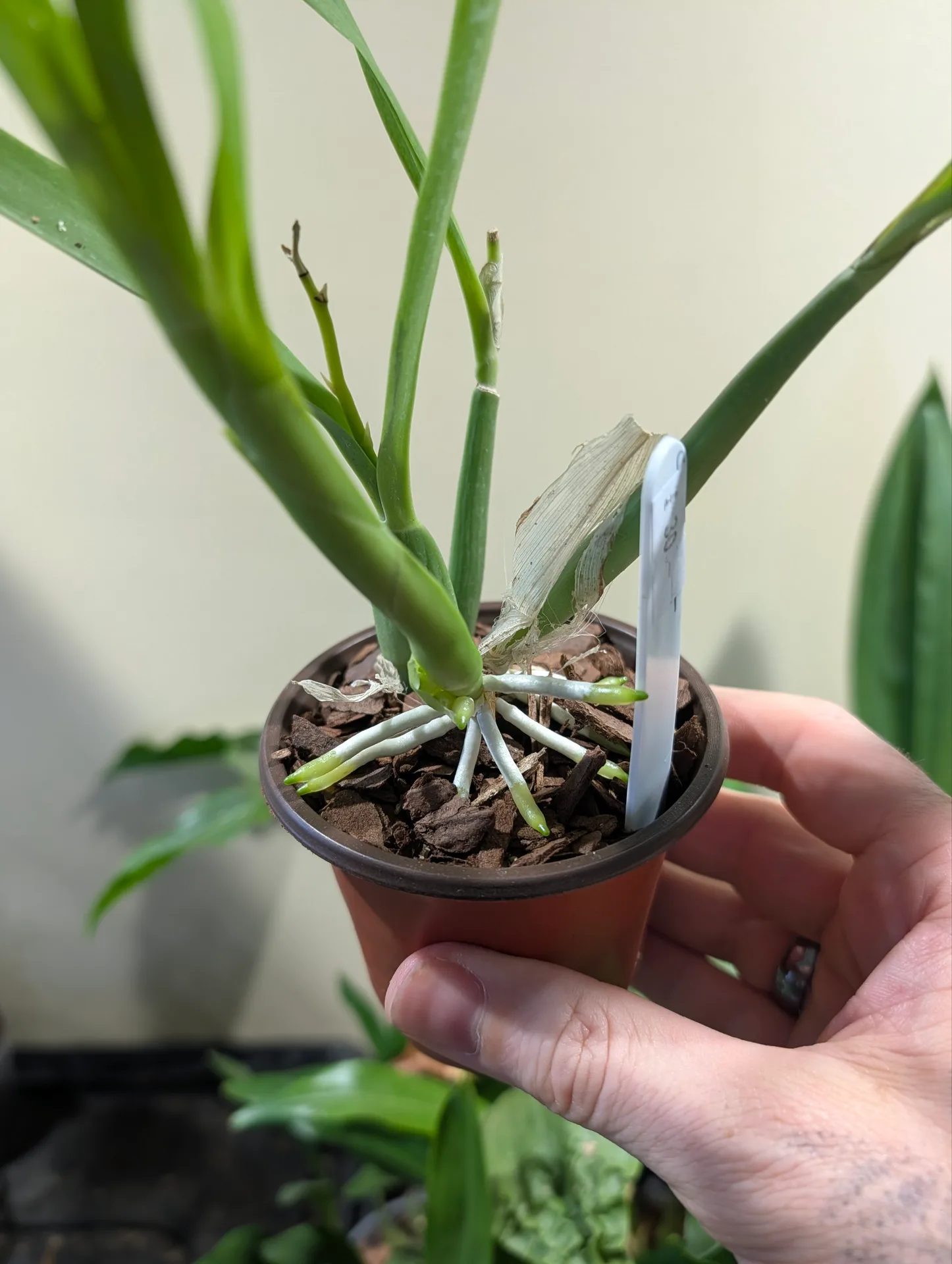 Prosthechea aff. fragrans - Image 3