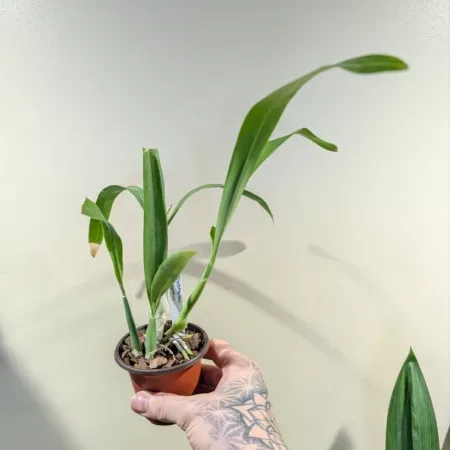 Prosthechea aff. fragrans