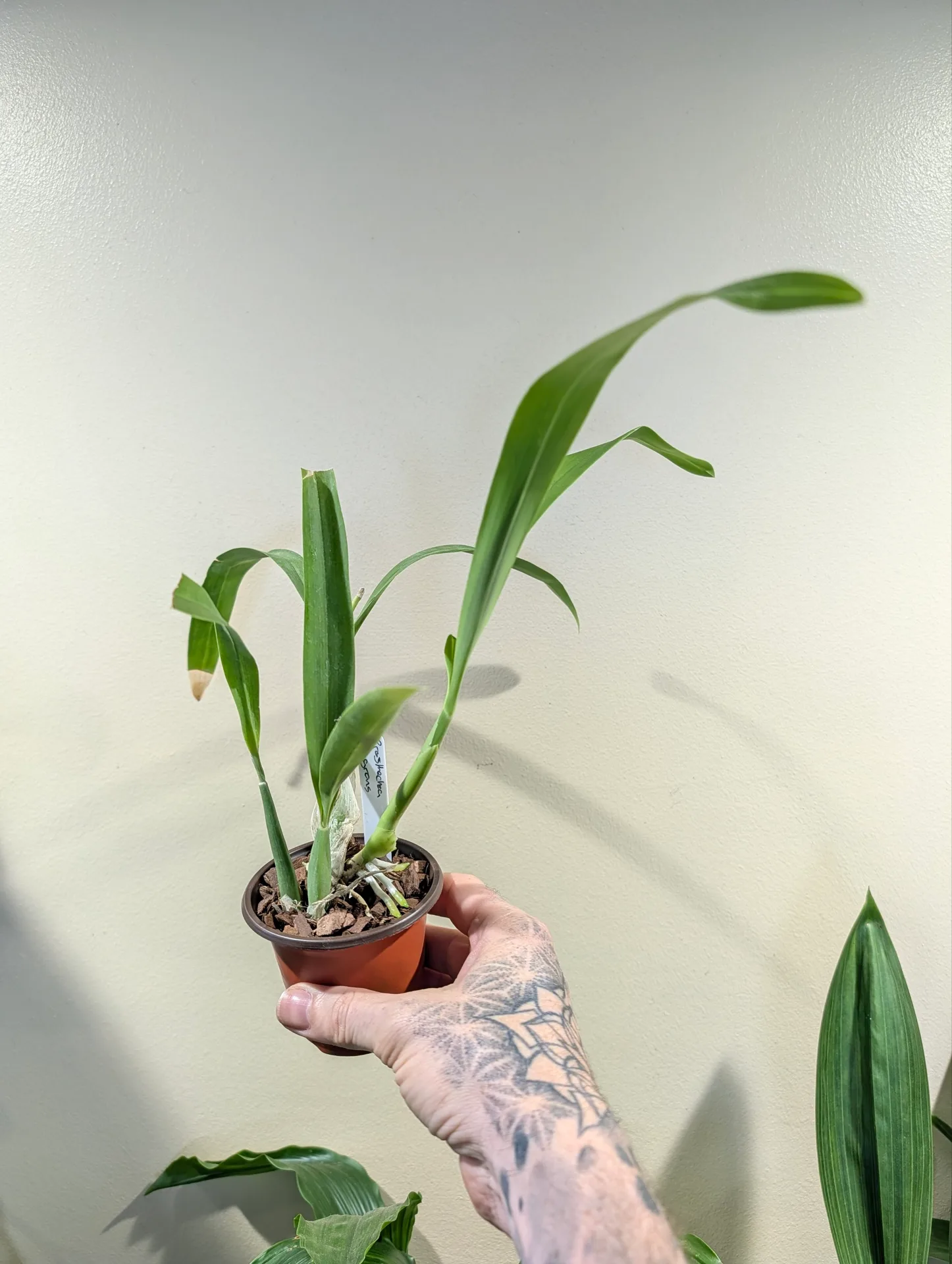 Prosthechea aff. fragrans