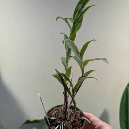 Epicattleya Rene Marques 'Flame Thrower'