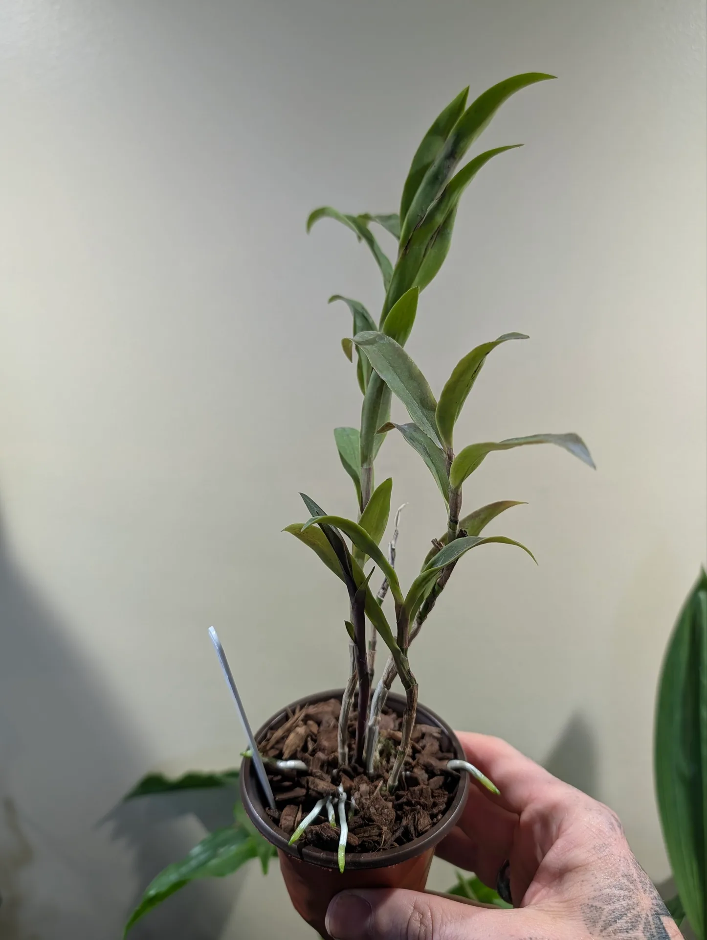 Epicattleya Rene Marques 'Flame Thrower'