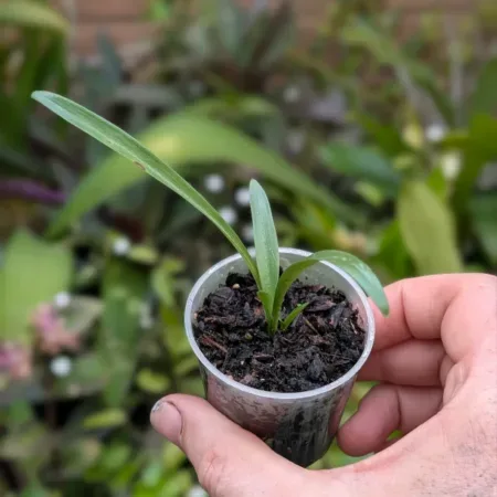 Spiranthes sinensis