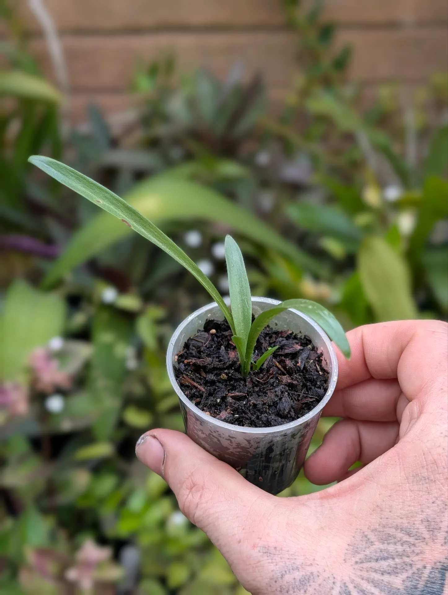 Spiranthes sinensis