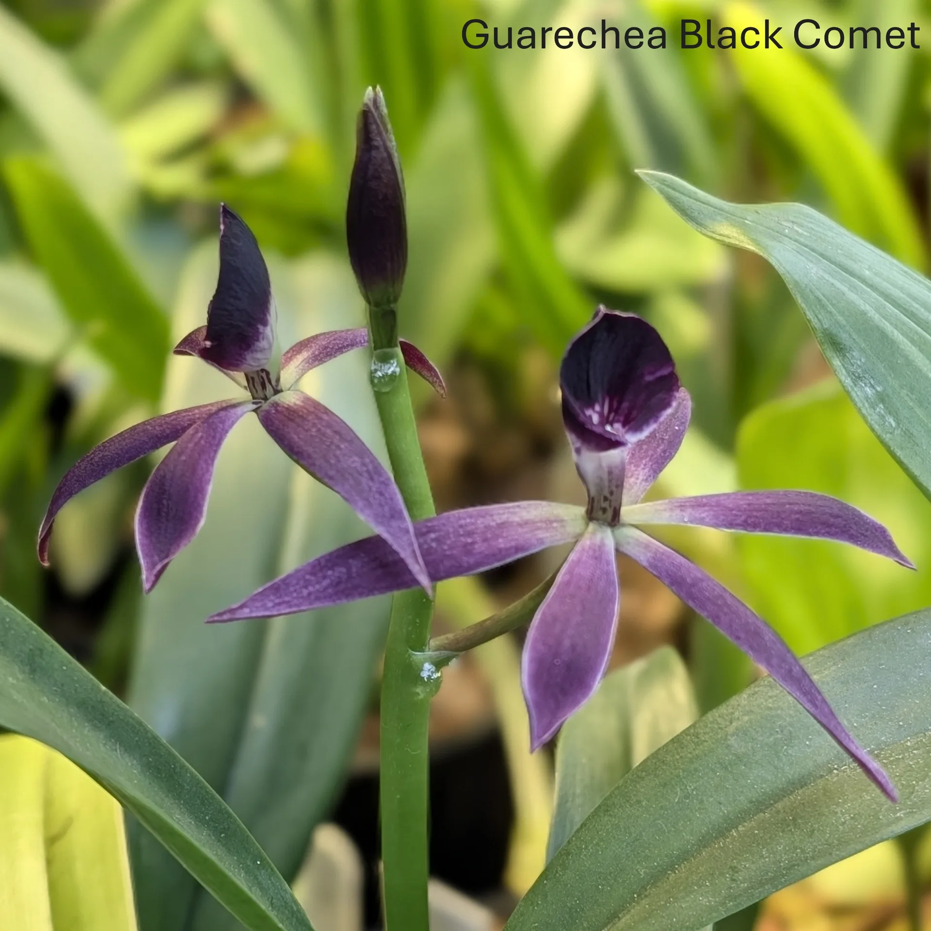 Guarechea Black Comet - Image 6