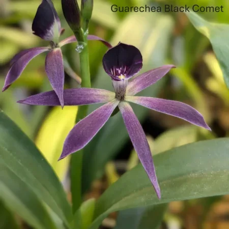 Guarechea Black Comet
