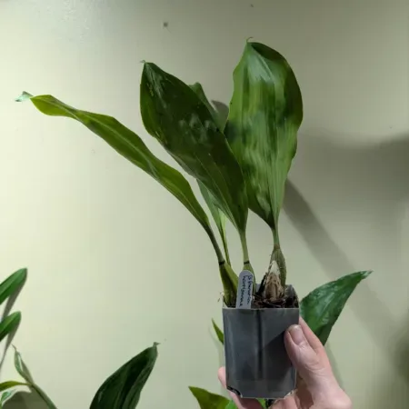 Bifrenaria harrisonae