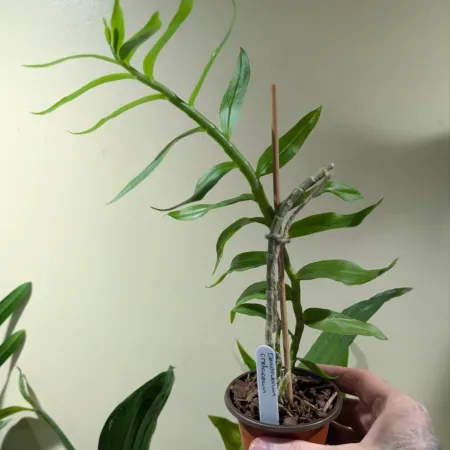 Dendrobium cretaceum