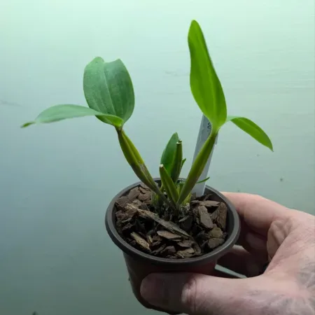 Dendrobium normanbayense