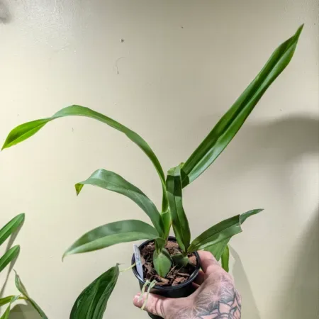 Prosthechea cochleata