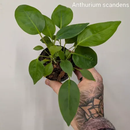 Anthurium scandens