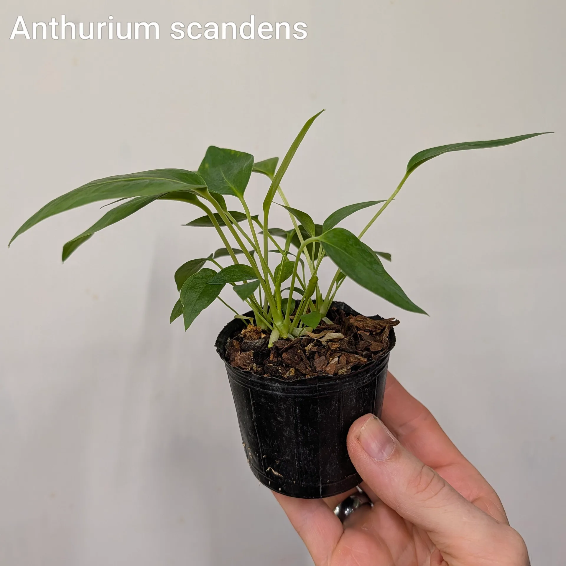 Anthurium scandens - Image 2