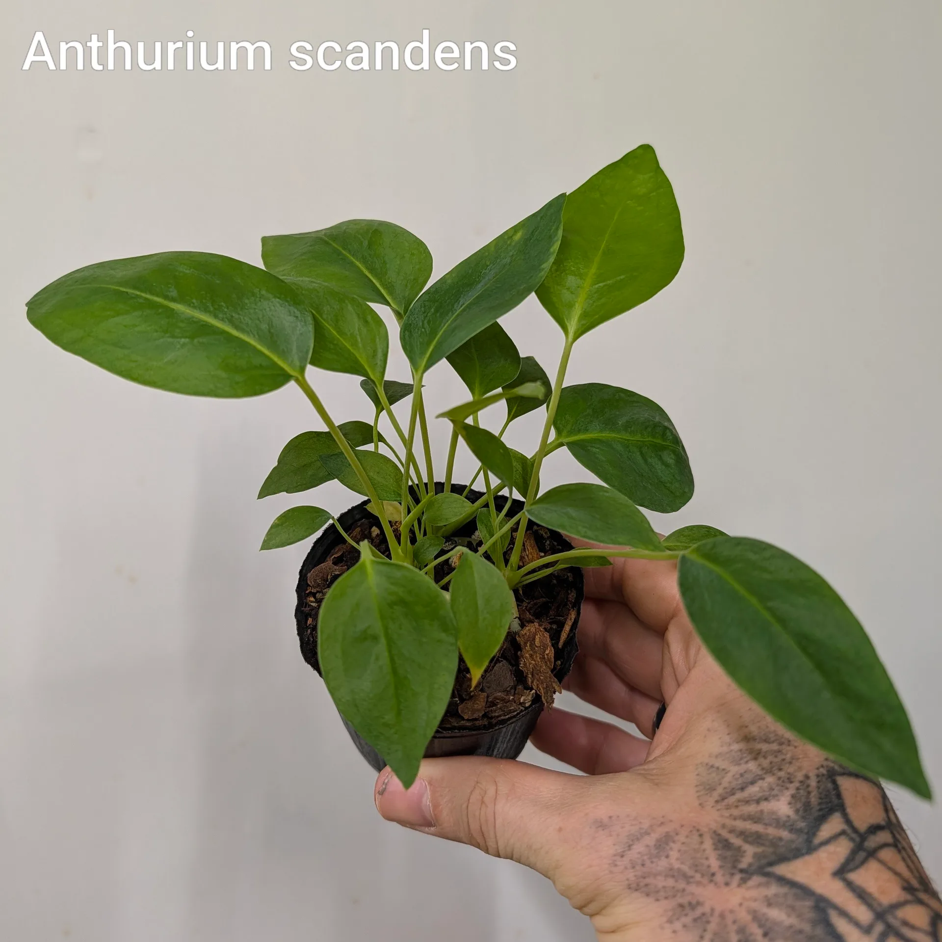 Anthurium scandens - Image 3